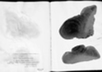 Polyporus igniarius image